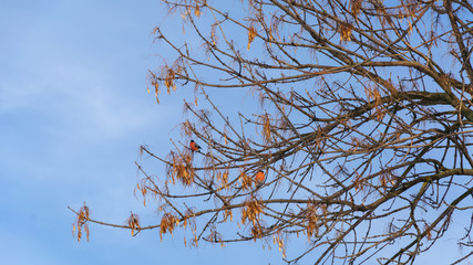 Bullfinches sit on a tree branch