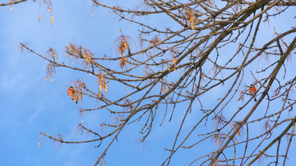 Bullfinches sit on a tree branch