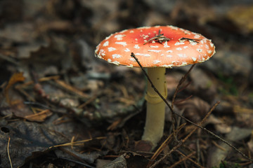 Mushroom