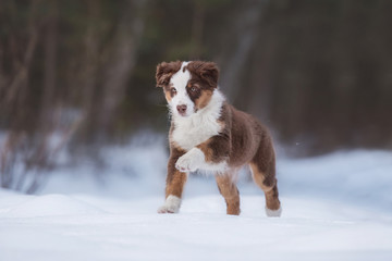 Australian shepherd puppy running in winter © Rita Kochmarjova