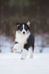 Australian shepherd puppy running in winter