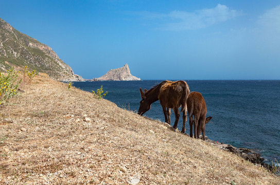 Isola di Marettimo - Sicilia - italy con i tipici asini liberi