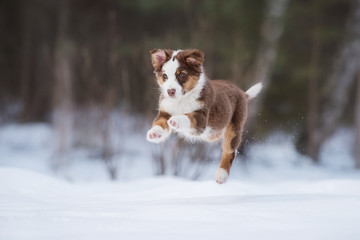 Australian shepherd puppy playing in  winter