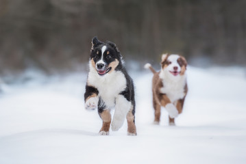 Two happy australian shepherd puppies playing in winter