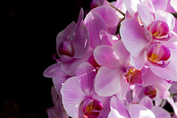 orchid with black background