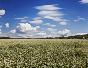 A buckwheat field on a summer day, Altai Krai, Russia