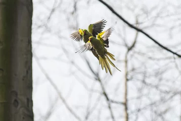 Fototapeten Pair of rose-ringed parakeets in Brussels park flying © Sebastian