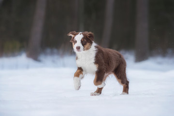 Australian shepherd puppy running in winter