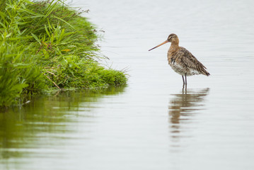 Black-tailed godwit at the Uitkerkse polders