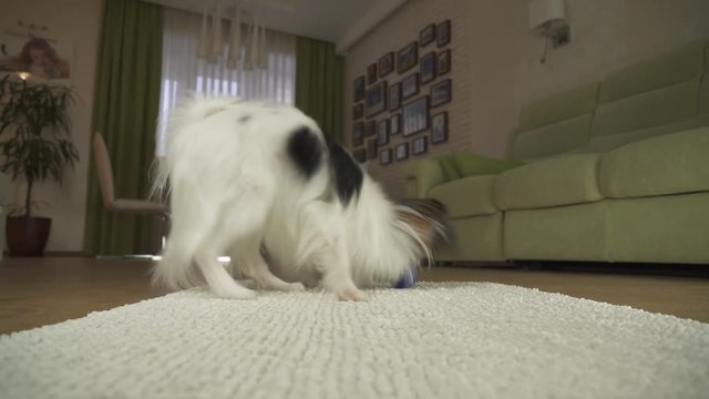Dog Papillon playing with a ball on a rug in living room stock footage video