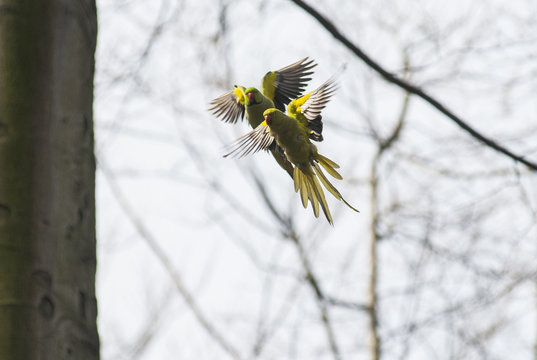 Pair of rose-ringed parakeets in Brussels park flying