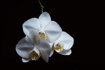 Naklejka na ściany i meble White orchid flowers on black background
