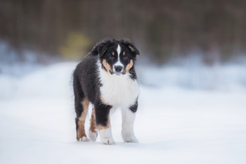 Australian shepherd puppy in winter