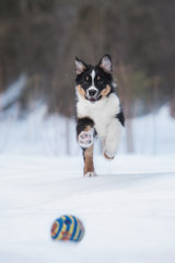 Happy australian shepherd puppy playing with a ball in winter