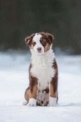 Australian shepherd puppy in winter © Rita Kochmarjova