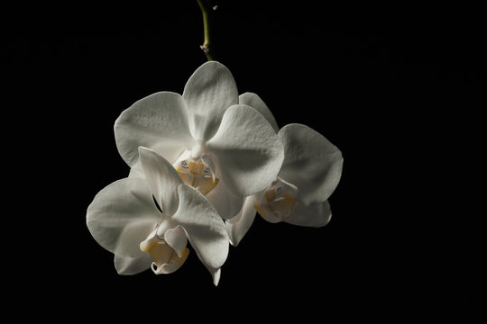 Fototapeta White orchid flowers on black background