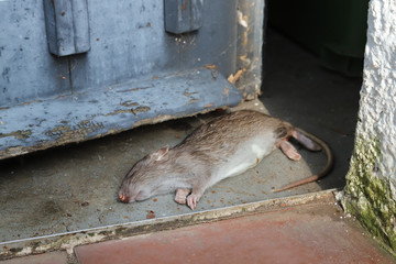 tote braune Ratte in einem Schuppen