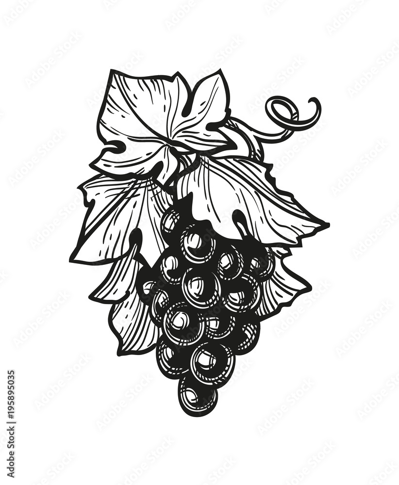 Canvas Prints ink sketch of grapes.