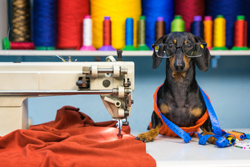 Adorable dog breed of dachshund, black and tan, in the glasses, seamstress sitting and sews on sewing machine. Funny ad for your business - obrazy, fototapety, plakaty