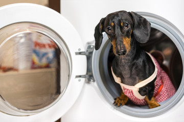 Adorable dog breed of dachshund, black and tan, looking from washing machine.  Laundry and dry...