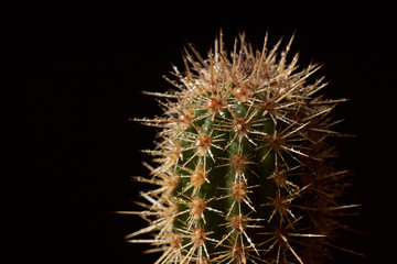 Cactus with water drops on black background 