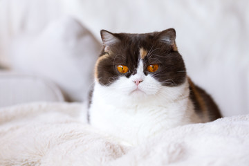 Fototapeta na wymiar Britisch Kurzhaar Glückskatze Katze in chocolate tortie white - orange Augen - auf Couch
