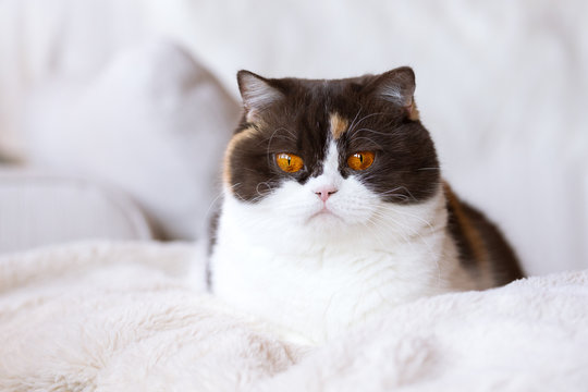 Britisch Kurzhaar Glückskatze Katze in chocolate tortie white - orange Augen - auf Couch