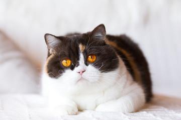 Britisch Kurzhaar Glückskatze Katze in chocolate tortie white - orange Augen - auf Couch