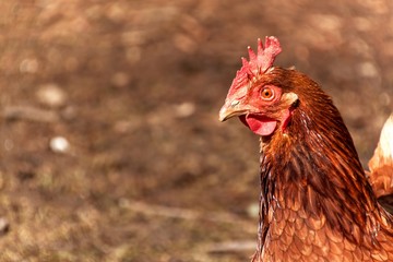 Home breeding of hens. Life on a small farm. Ecological agriculture.