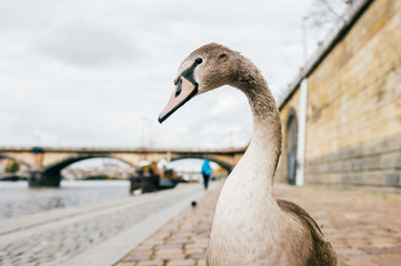 Goose leader funny portrait. Swan walking on river coast in Prague. Beautiful comic bird posing in city street in summer day. Feathered gray swan stepping on stoney embankment outdoor at nature.