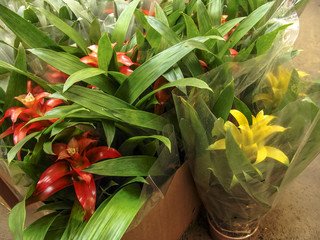 Obraz premium Targ kwiatów w Campinas, SP.