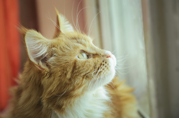 Maine coon cat close-up portrait