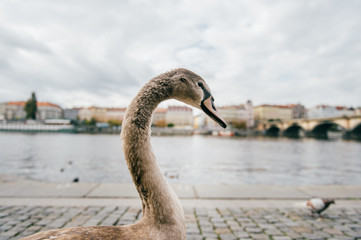 Goose leader funny portrait. Swan walking on river coast in Prague. Beautiful comic bird posing in city street in summer day. Feathered gray swan stepping on stoney embankment outdoor at nature.