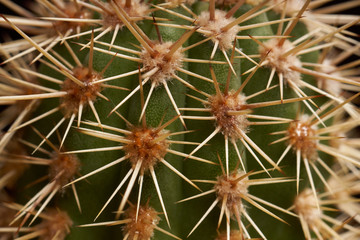 Cactus spines macro