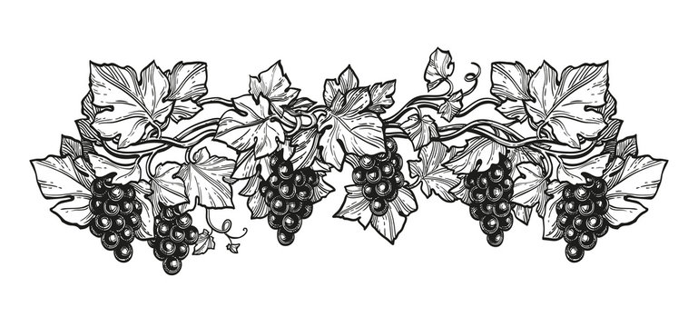 Ink sketch of grapes.