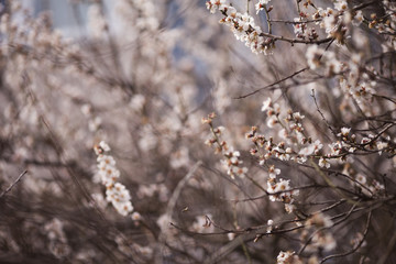 Spring Blossom background