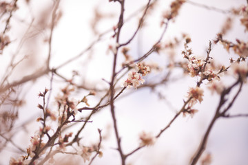 Spring Blossom background