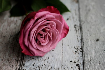 Pink rose on shabby wooden table close-up 