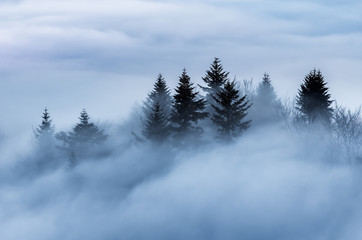 Misty mountain landscape in the morning, trees in fog, Poland