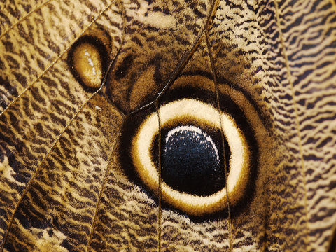 A fragment of a wing of butterfly a forest giant owl butterfly, Caligo eurilochus. The wing is brown with fine dark pattern and a big eye-like spot to scare off the predators