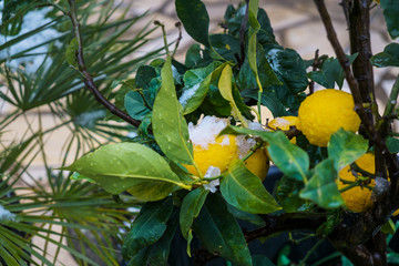 Zitronenbaum mit Reifer Zitrone im Schnee - 