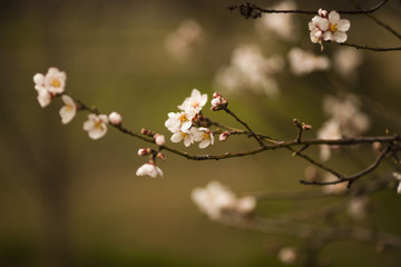 Fototapeta premium Spring Blossom background