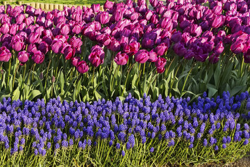 Wave of violet tulips and muskara in the park