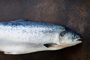 Fresh salmon on slate plate, preparation for cooking fish. Proper nutrition. Copy space, top view flat lay background.