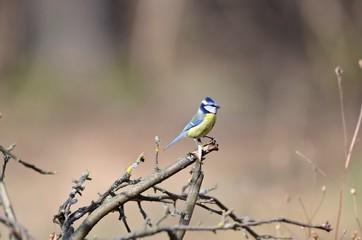 Blaumeise auf Ast
