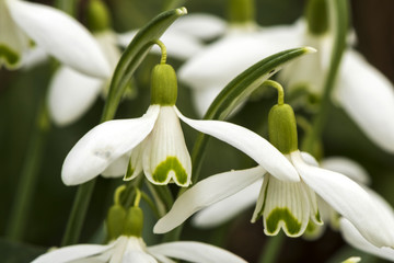 Macroshot from early flowering Snowdrops (Galanthus) in the garden
