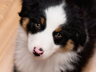 Naklejka na ściany i meble Australian Shepherd purebred puppy, 2 months old looking at camera - close-up portrait. Black Tri color Aussie dog at home. 