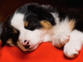 Naklejka na ściany i meble Australian Shepherd purebred puppy, 2 months old sleeping on the lair. Black Tri color Aussie dog at home. 