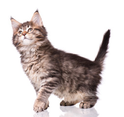 Maine Coon kitten 2 months old. Cat isolated on white background. Portrait of beautiful domestic kitty.