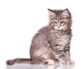 Obraz premium Maine Coon kitten 2 months old. Cat isolated on white background. Portrait of beautiful domestic kitty.